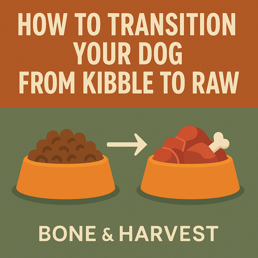 How to Transition Your Dog from Kibble to Raw (Step-by-Step Guide)