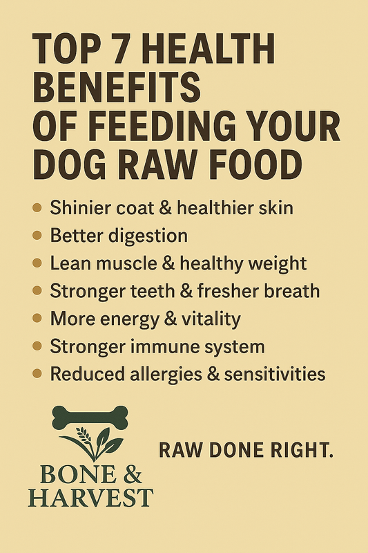 Top 7 Health Benefits of Feeding Your Dog Raw Food