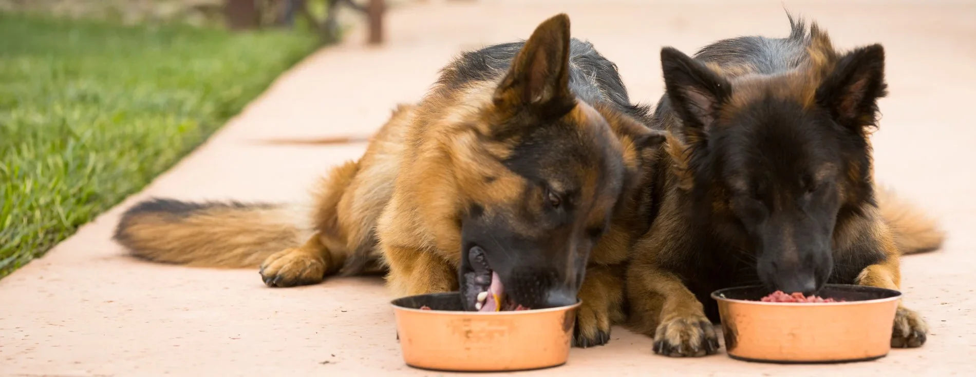 Raw Feeding Guide for German Shepherds: Complete Nutrition for Your Working Dog