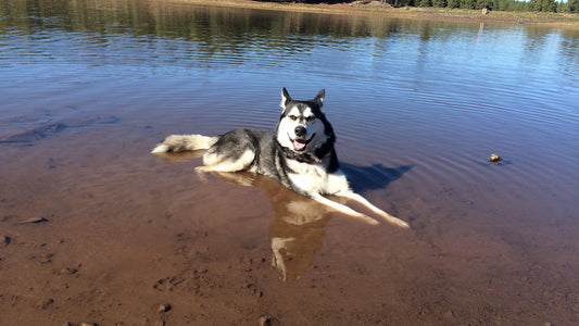 Enzo, a Siberian husky, lying in the shallows of a pine-ringed Arizona lake